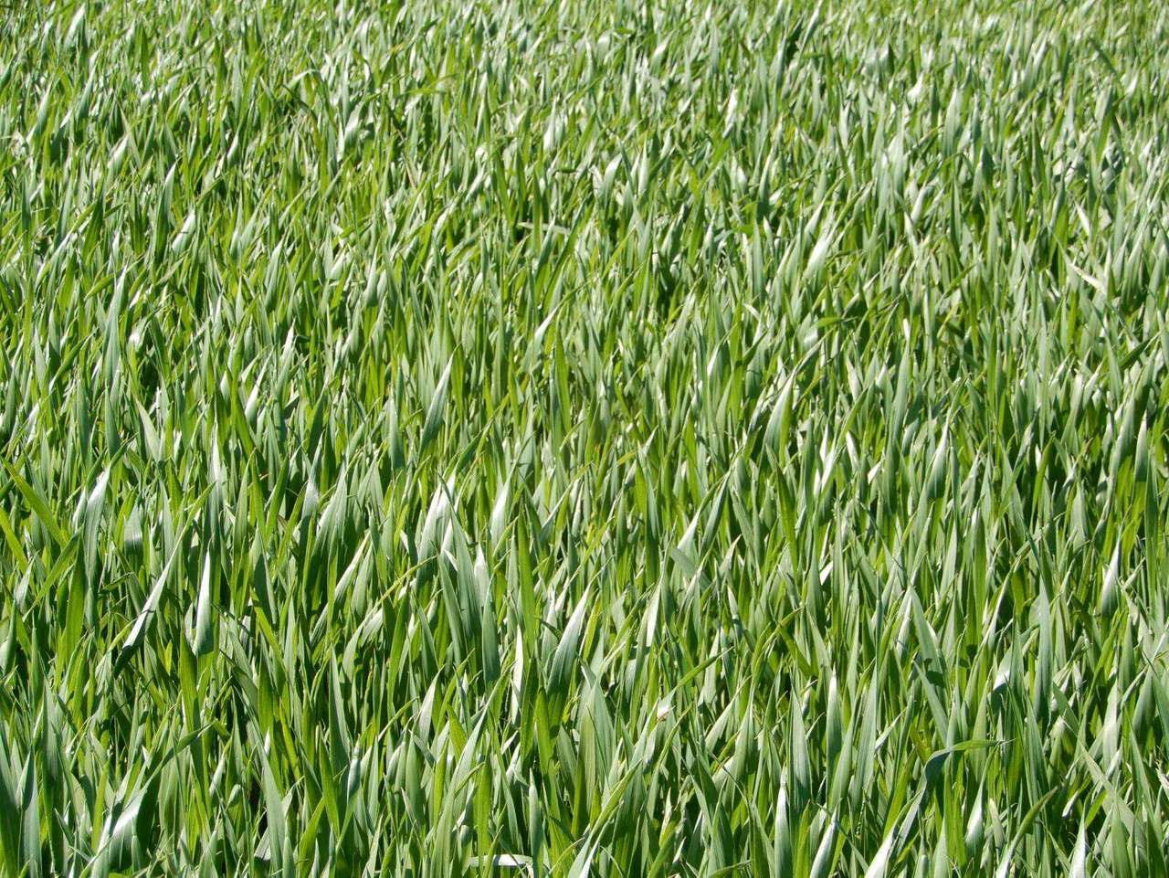 "Brogans" Wardles Road, Naracoorte Sold by Farmbuy.com - image 7