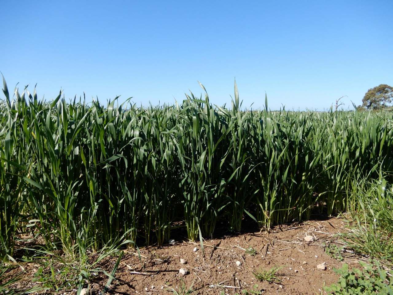 "Brogans" Wardles Road, Naracoorte Sold by Farmbuy.com - image 12