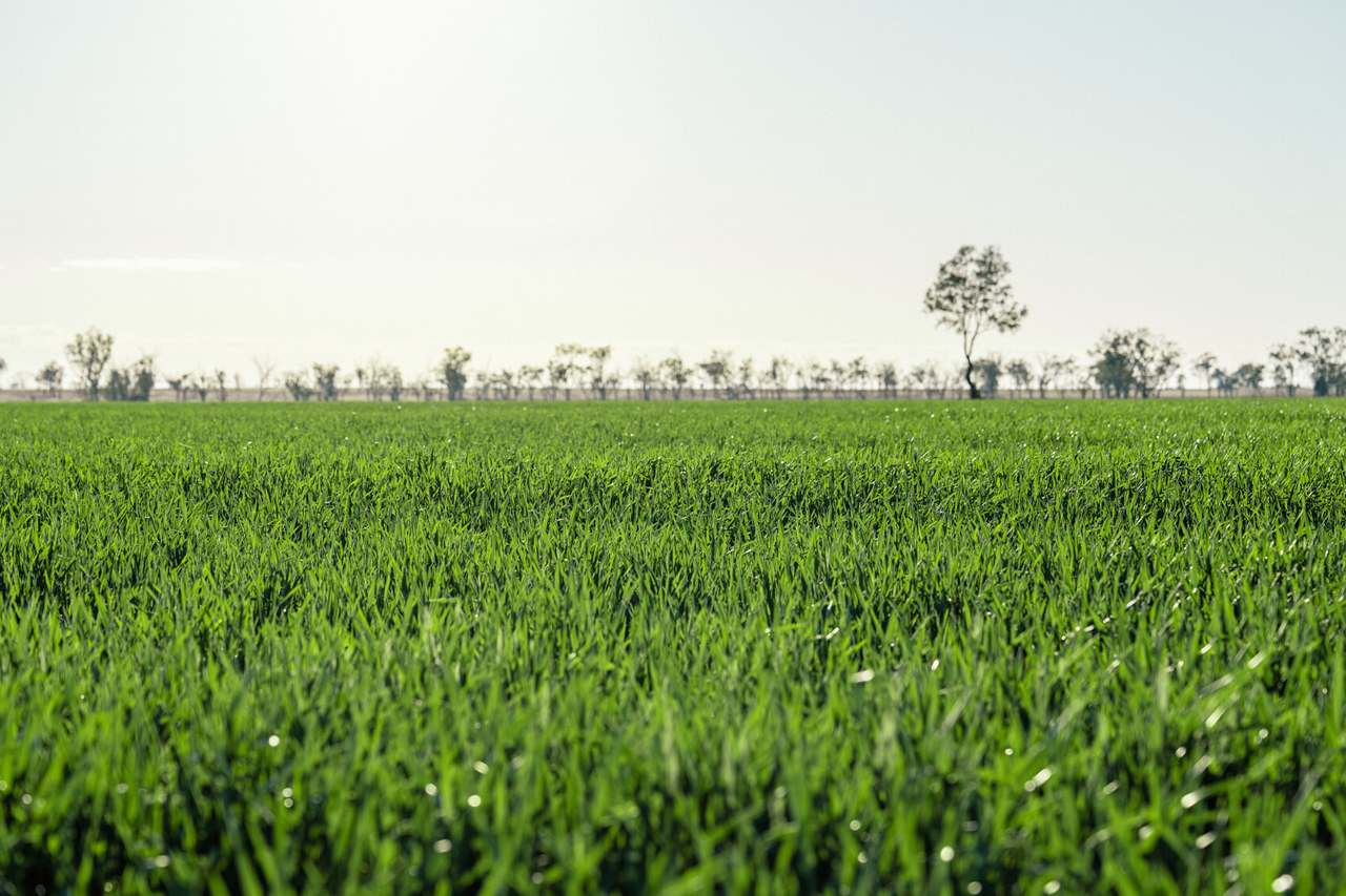 996 Surat Development Road, Surat Sold by Farmbuy.com - image 8