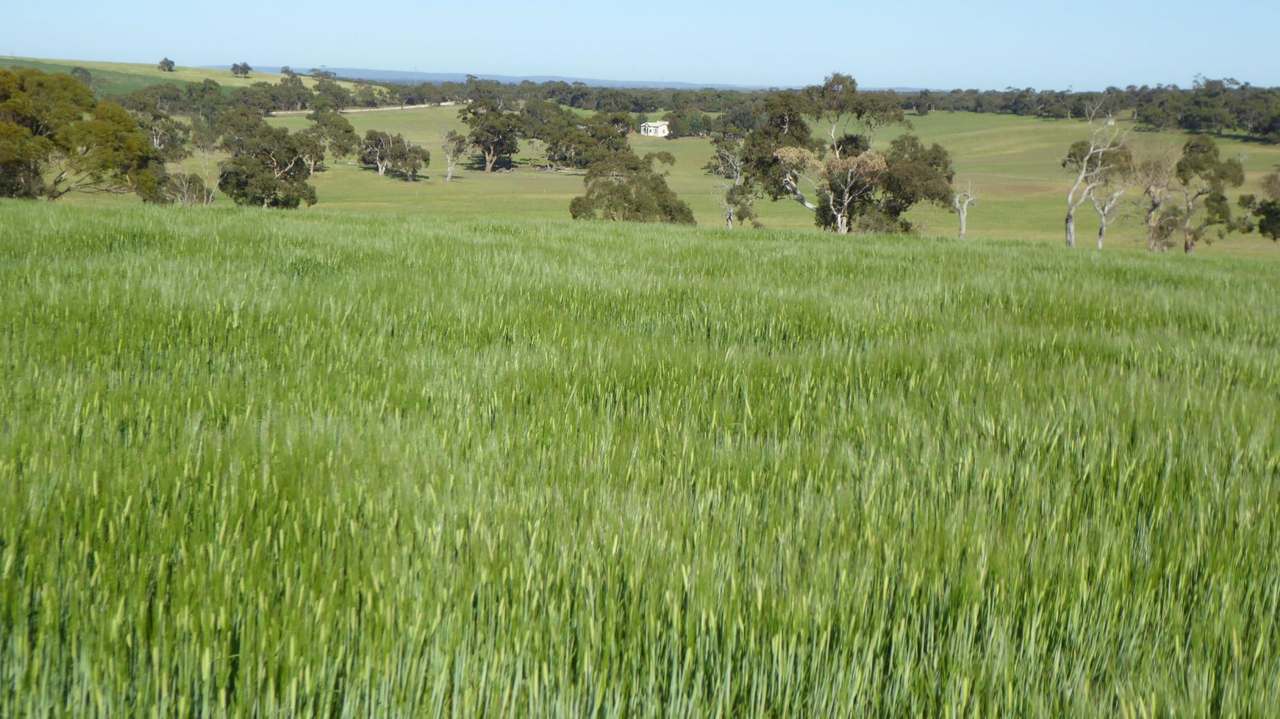 "Old Coonalpyn Homestead" 1349 Heinrich Road, Culburra Sold by Farmbuy.com - image 6