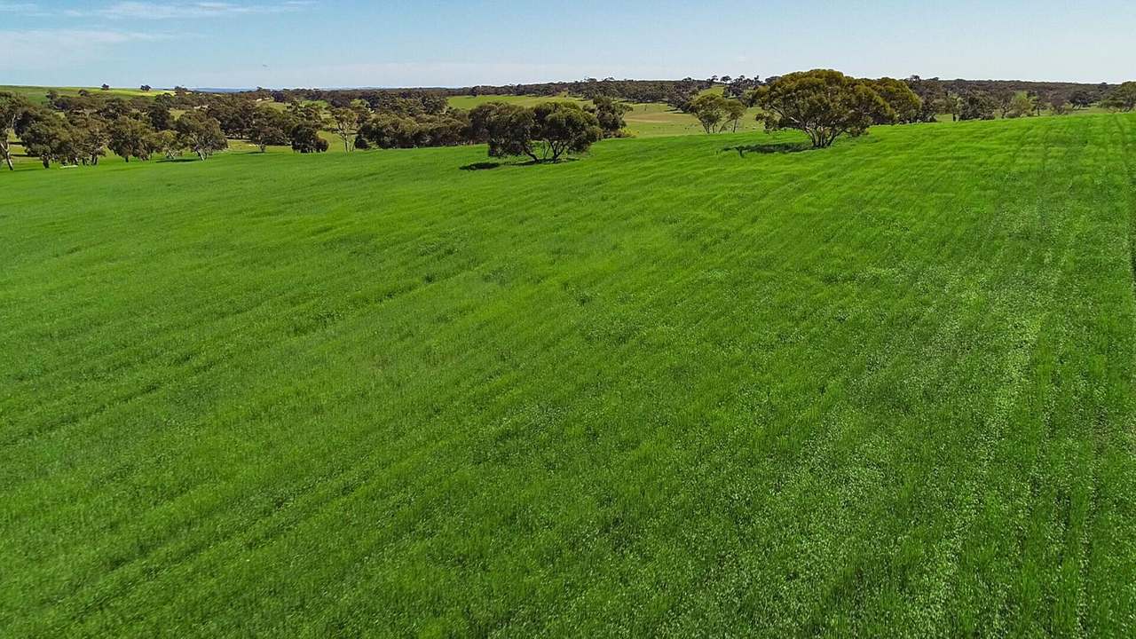 "Old Coonalpyn Homestead" 1349 Heinrich Road, Culburra Sold by Farmbuy.com - image 3