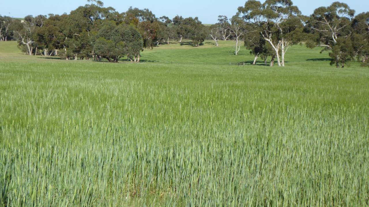 "Old Coonalpyn Homestead" 1349 Heinrich Road, Culburra Sold by Farmbuy.com - image 4