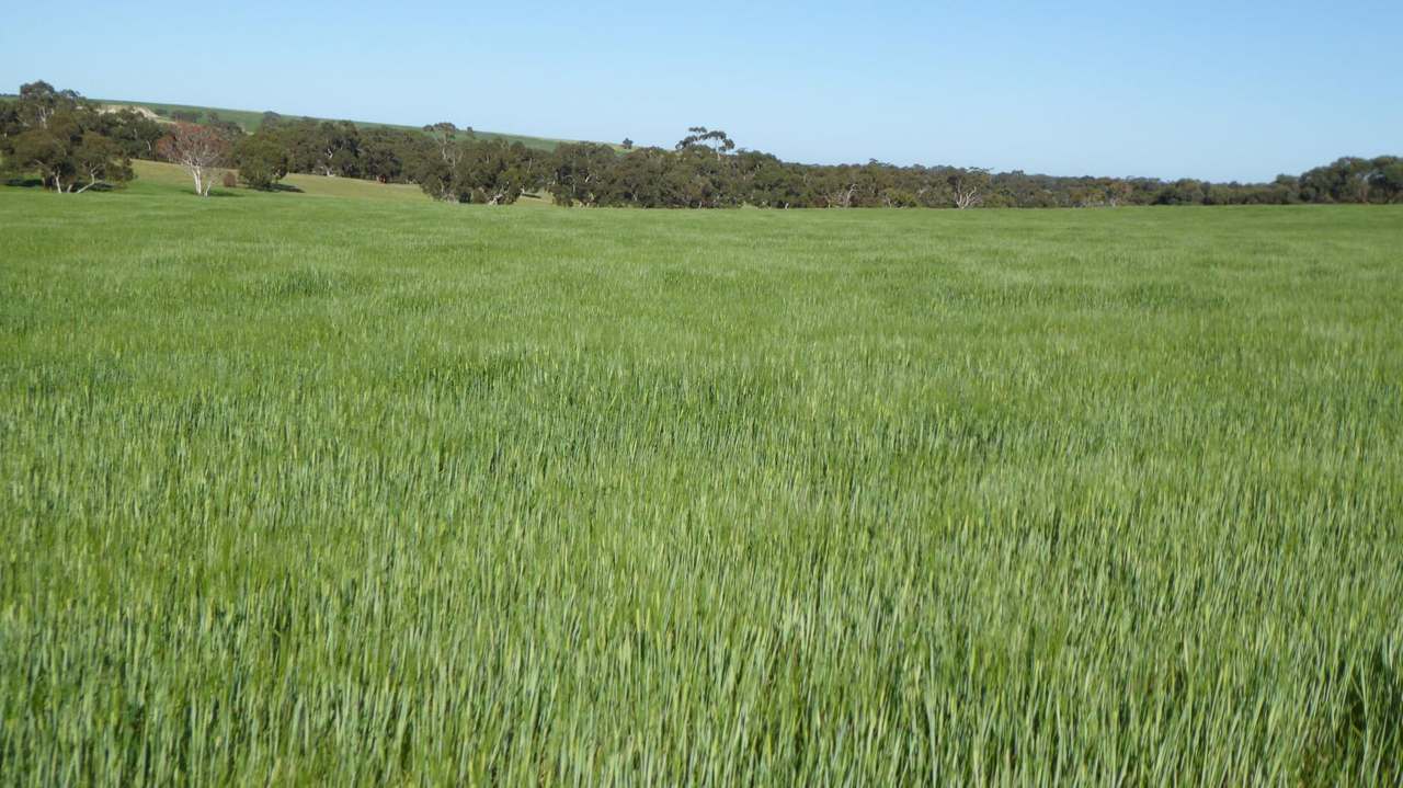"Old Coonalpyn Homestead" 1349 Heinrich Road, Culburra Sold by Farmbuy.com - image 13