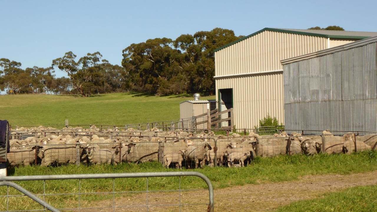 "Old Coonalpyn Homestead" 1349 Heinrich Road, Culburra Sold by Farmbuy.com - image 29