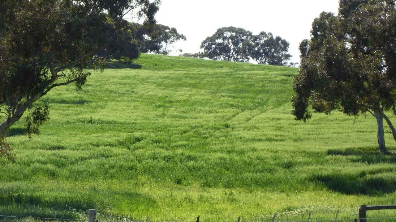 "Old Coonalpyn Homestead" 1349 Heinrich Road, Culburra Sold by Farmbuy.com - image 9