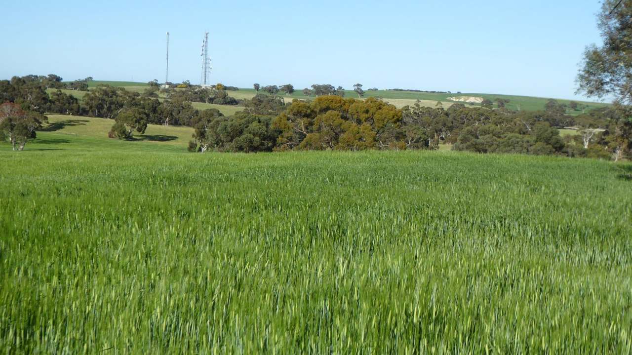 "Old Coonalpyn Homestead" 1349 Heinrich Road, Culburra Sold by Farmbuy.com - image 12