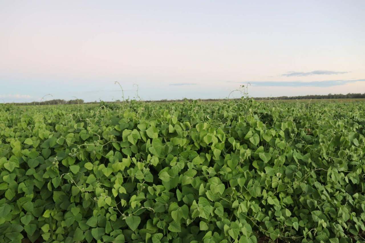Kelinda, Moura For Sale by Farmbuy.com - image 9