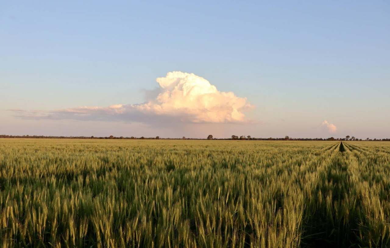 Kelinda, Moura For Sale by Farmbuy.com - image 6