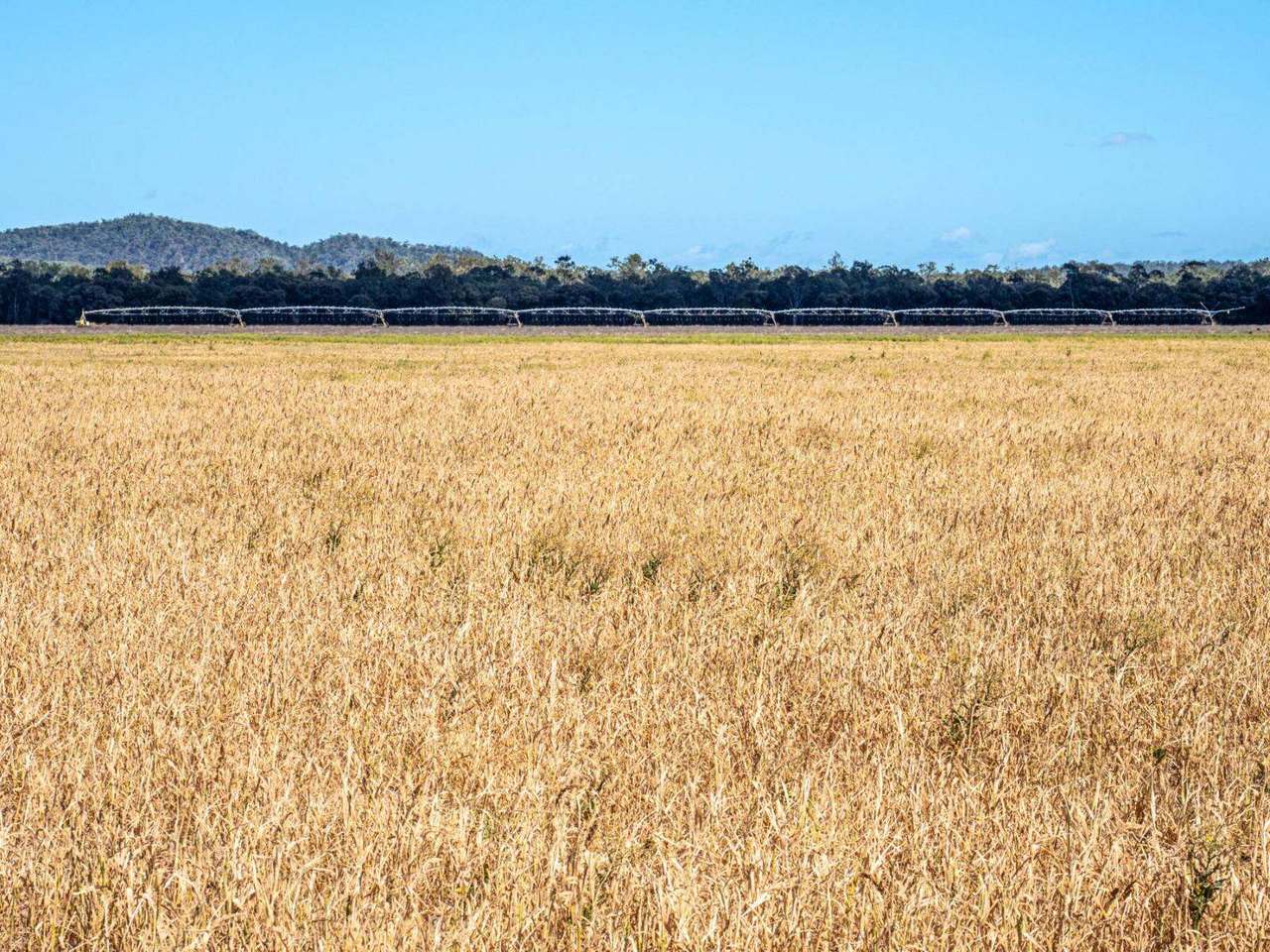 Kelinda, Moura For Sale by Farmbuy.com - image 15