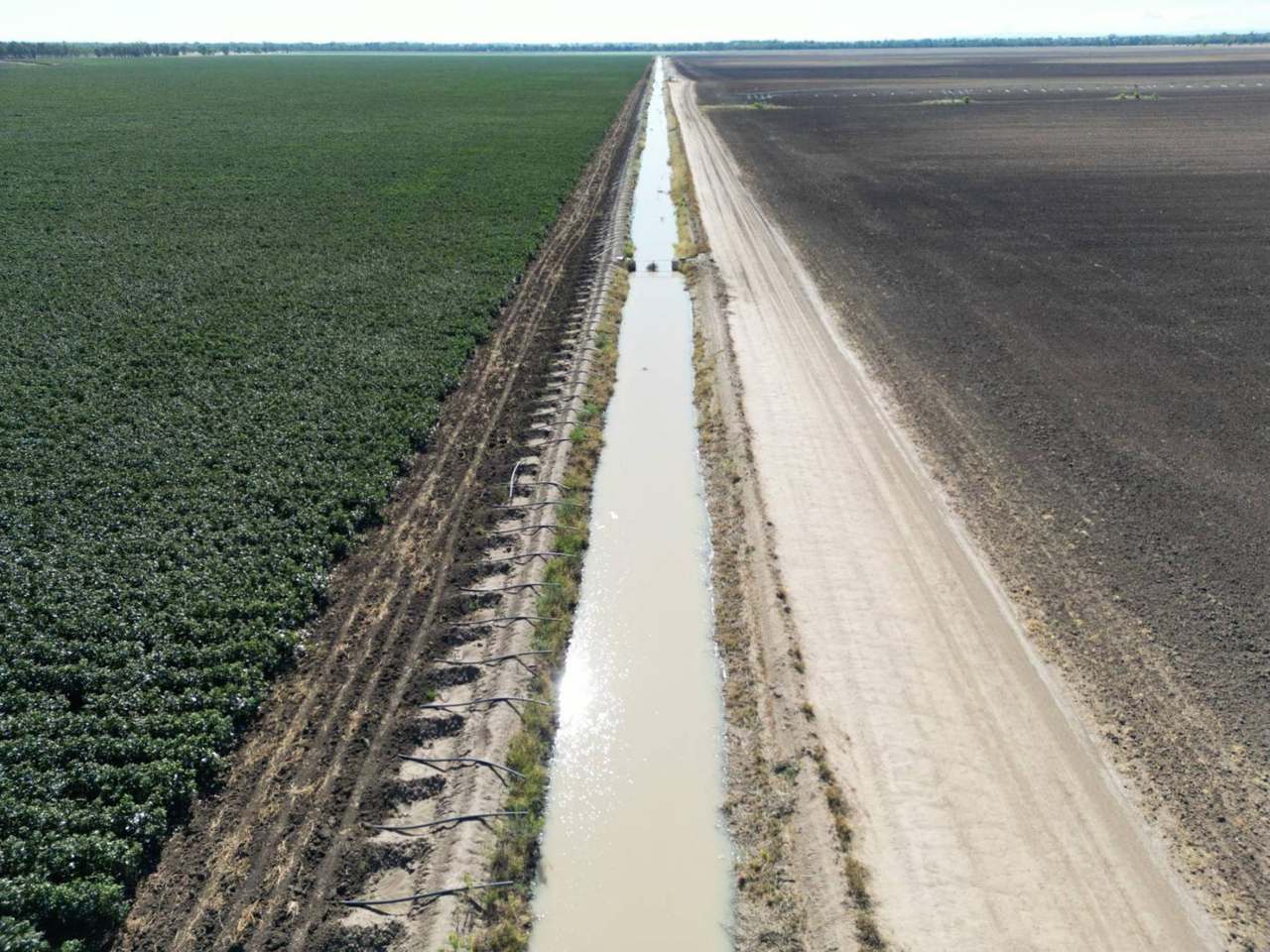 Kelinda, Moura For Sale by Farmbuy.com - image 2