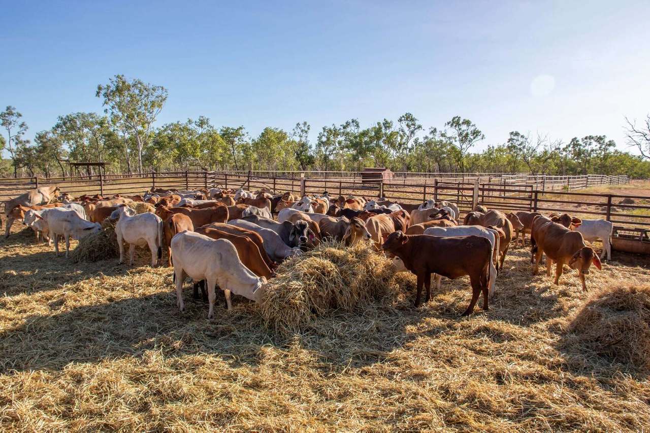 61 Napier Rd  , Katherine  For Sale by Farmbuy.com - image 5