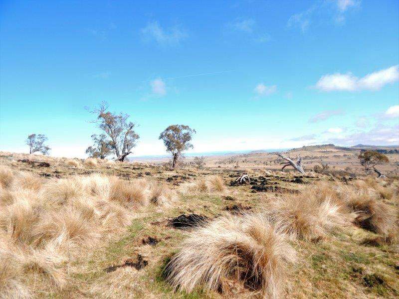 "Black Flat" Monaro Highway, Nimmitabel Sold by Farmbuy.com - image 4