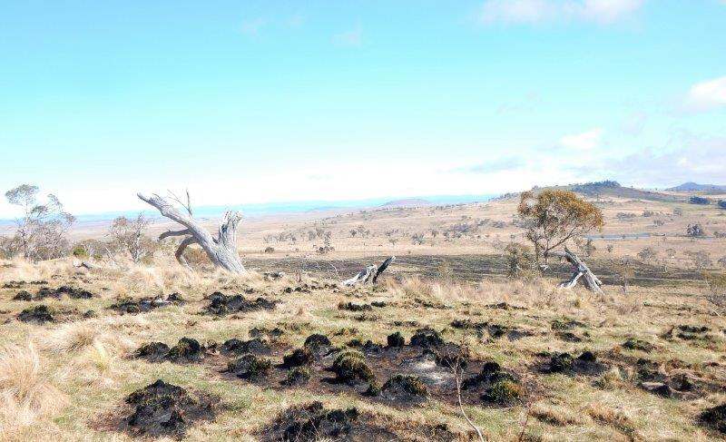 "Black Flat" Monaro Highway, Nimmitabel Sold by Farmbuy.com - image 6