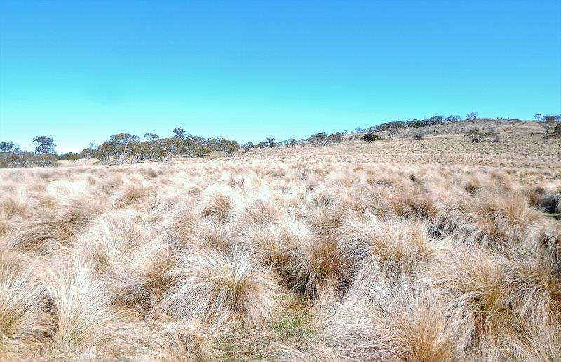 "Black Flat" Monaro Highway, Nimmitabel Sold by Farmbuy.com - image 11