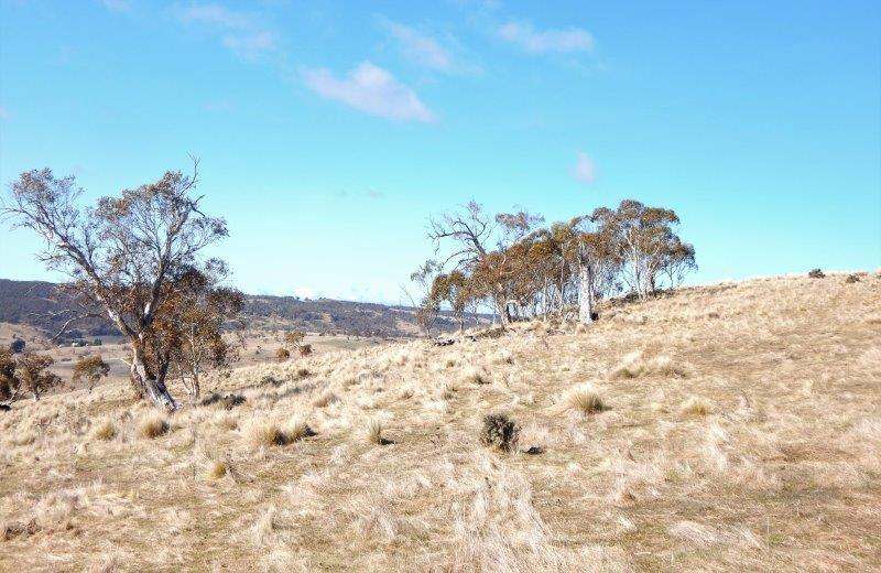 "Black Flat" Monaro Highway, Nimmitabel Sold by Farmbuy.com - image 3