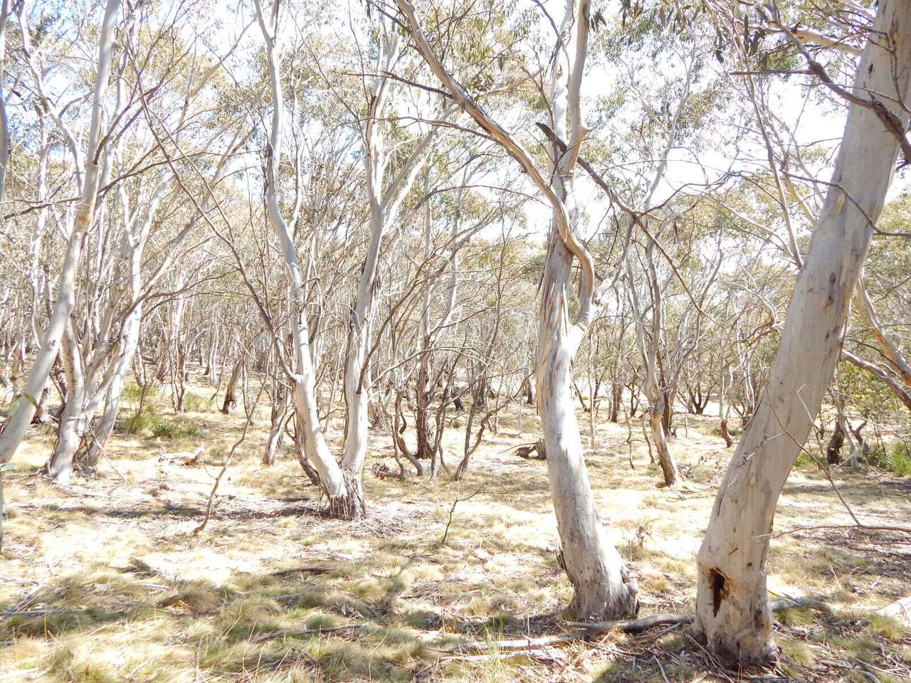 568 Yaouk Road, Shannons Flat Sold by Farmbuy.com - image 16