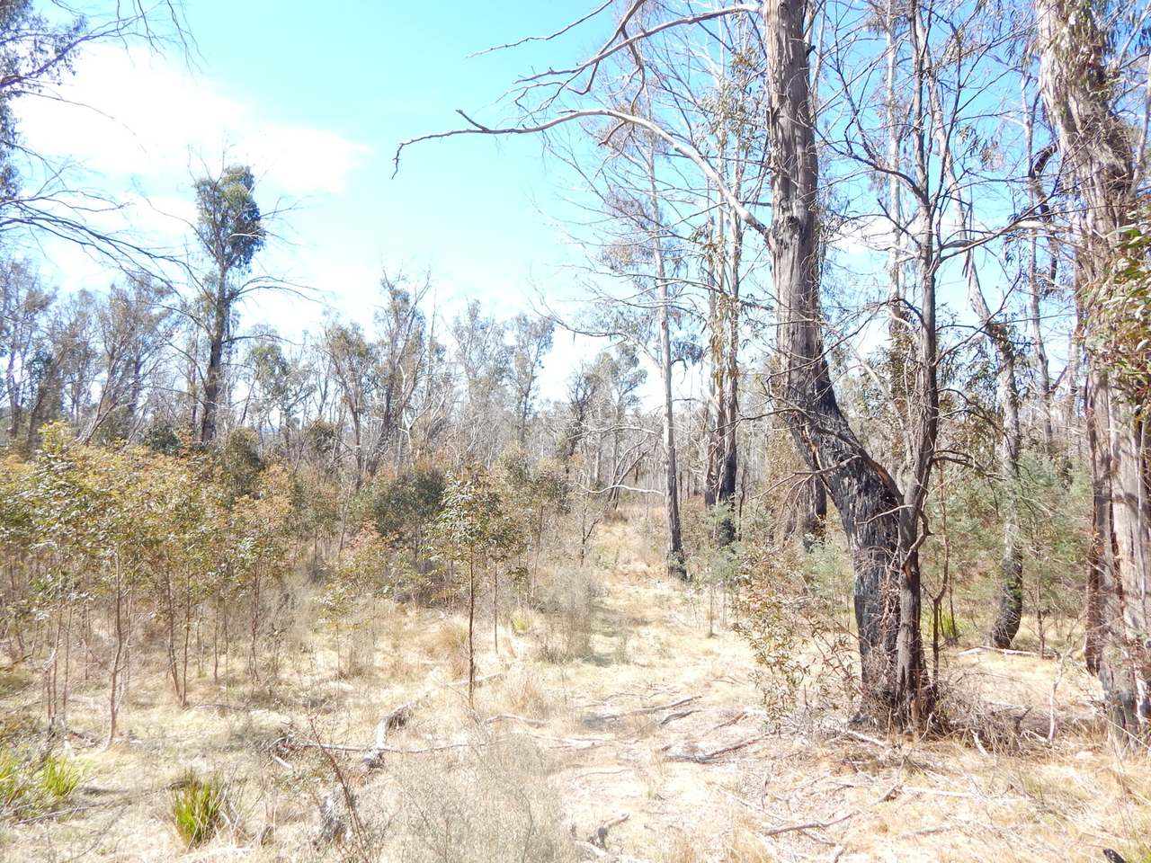3758 Badja Road, Countegany Sold by Farmbuy.com - image 16