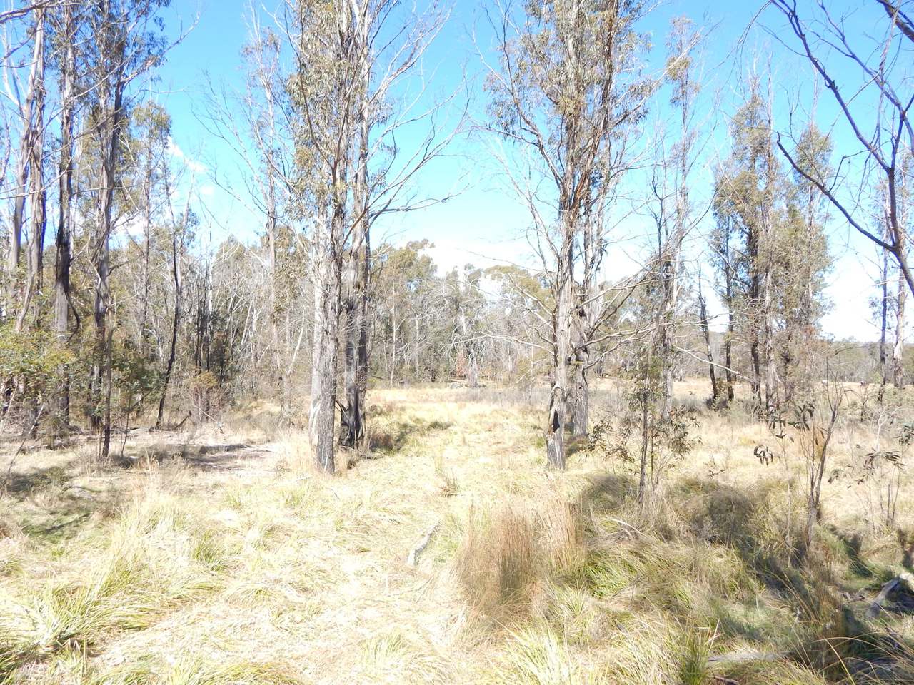3758 Badja Road, Countegany Sold by Farmbuy.com - image 13