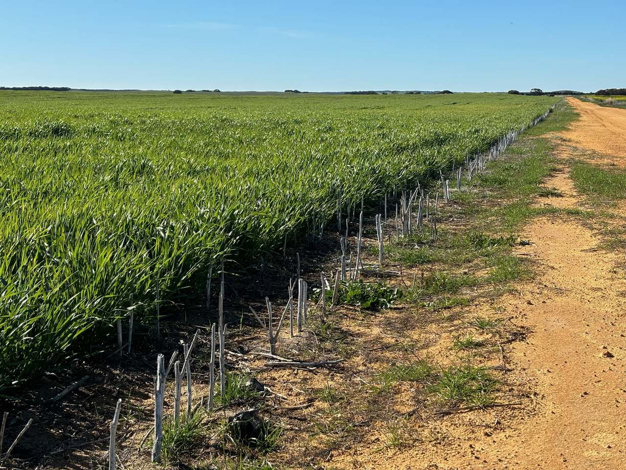 Hiscock's / O'Dea's / Zanker's Roads, NETHERBY via NHILL – WEST WIMMERA For Sale by Farmbuy.com - image 13