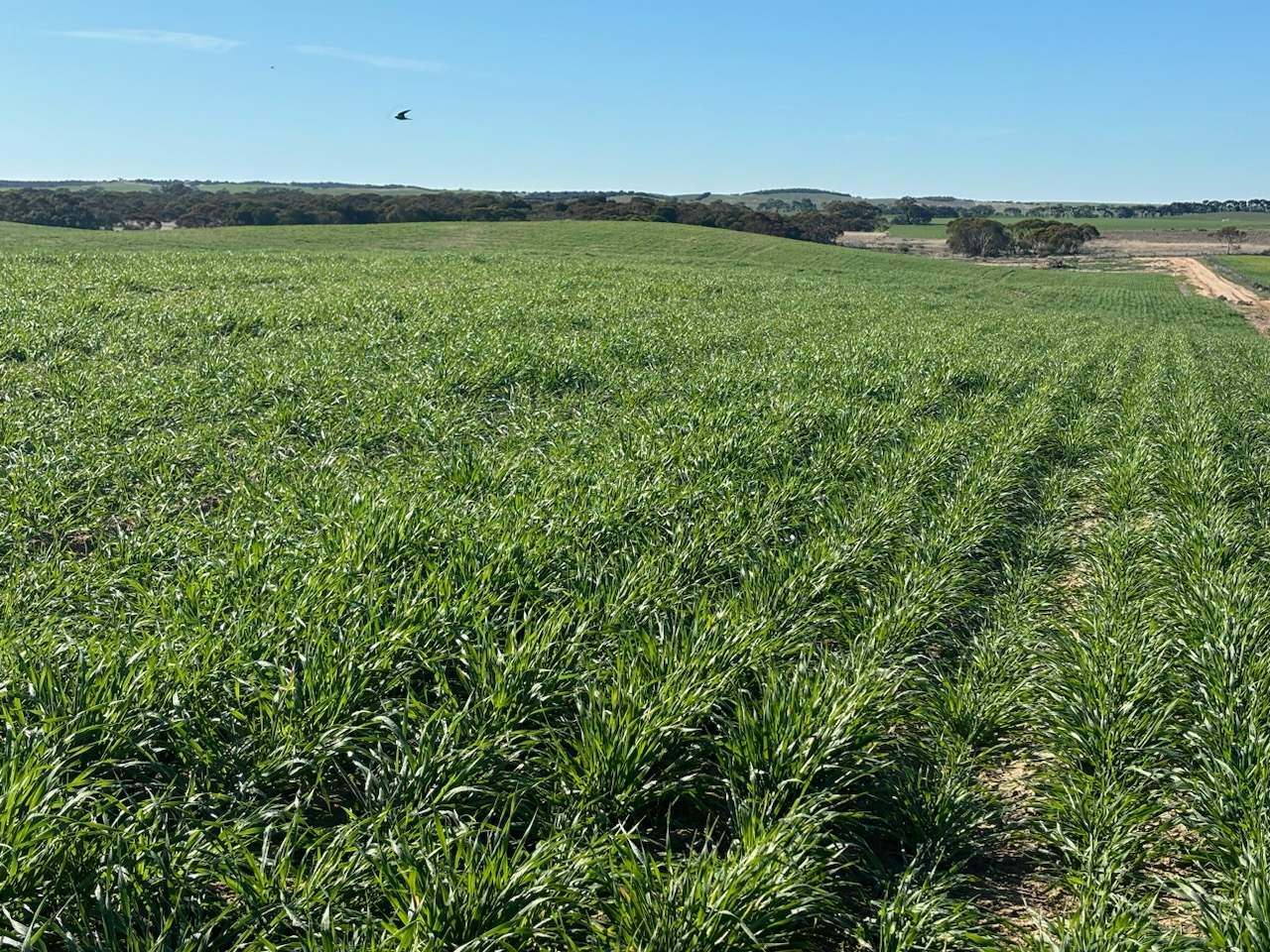 Hiscock's / O'Dea's / Zanker's Roads, NETHERBY via NHILL – WEST WIMMERA For Sale by Farmbuy.com - image 15