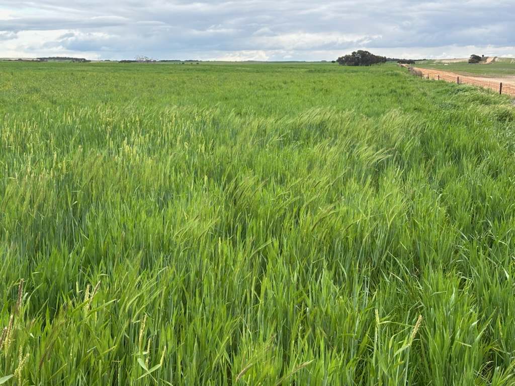 Hiscock's / O'Dea's / Zanker's Roads, NETHERBY via NHILL – WEST WIMMERA For Sale by Farmbuy.com - image 19