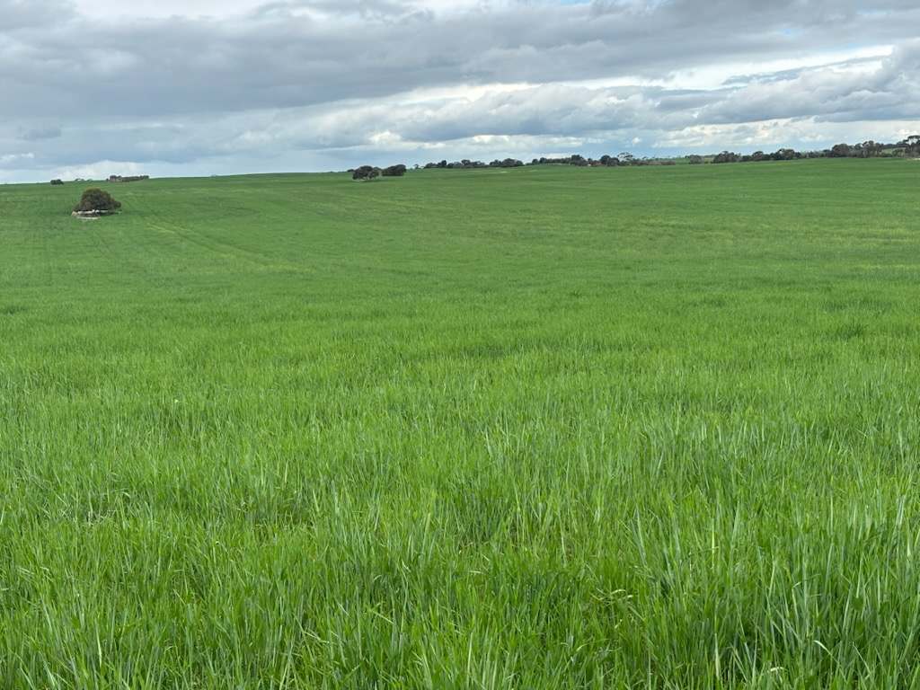 Hiscock's / O'Dea's / Zanker's Roads, NETHERBY via NHILL – WEST WIMMERA For Sale by Farmbuy.com - image 17