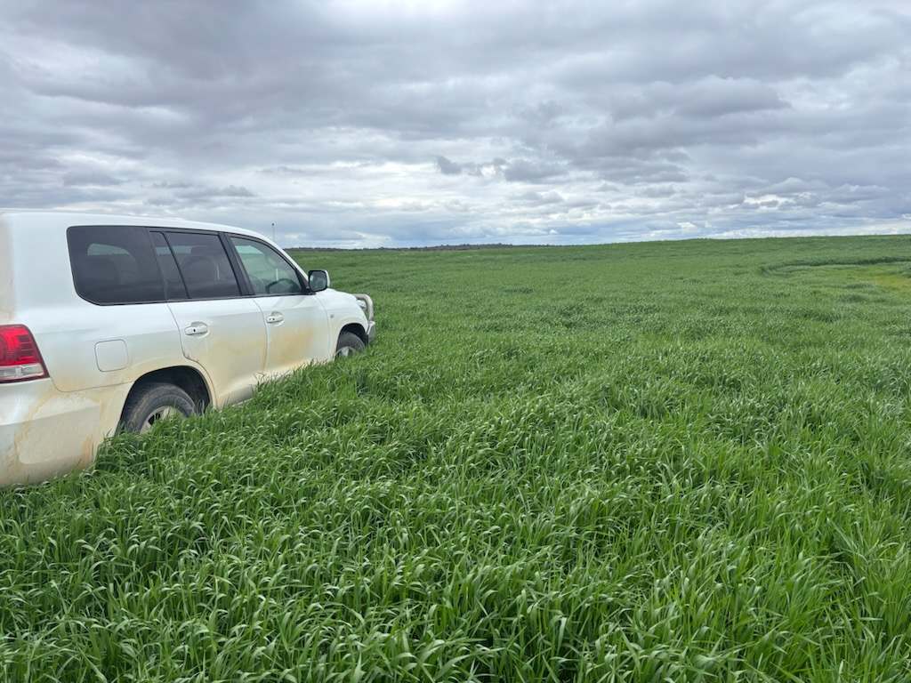 Hiscock's / O'Dea's / Zanker's Roads, NETHERBY via NHILL – WEST WIMMERA For Sale by Farmbuy.com - image 18