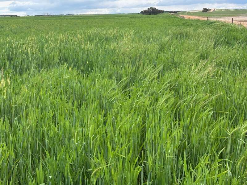 Hiscock's / O'Dea's / Zanker's Roads, NETHERBY via NHILL – WEST WIMMERA For Sale by Farmbuy.com - image 20