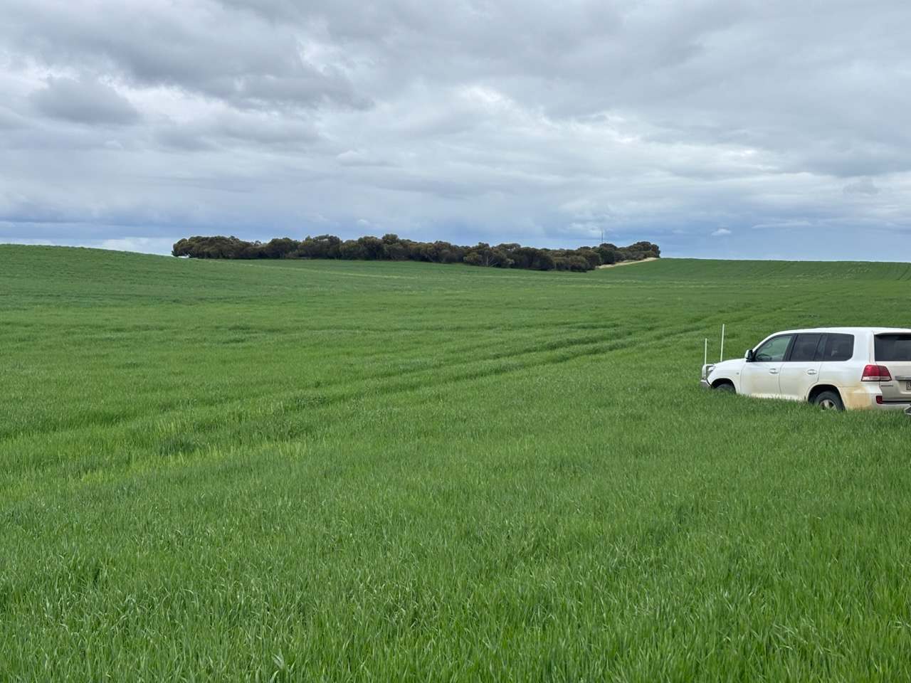 Hiscock's / O'Dea's / Zanker's Roads, NETHERBY via NHILL – WEST WIMMERA For Sale by Farmbuy.com - image 16