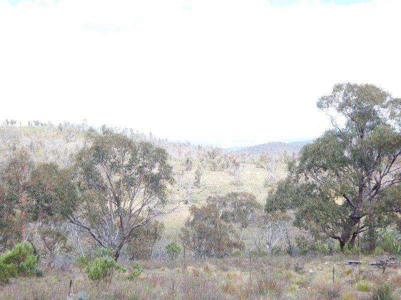Lot 37 Good Good Road, Peak View Sold by Farmbuy.com - image 6