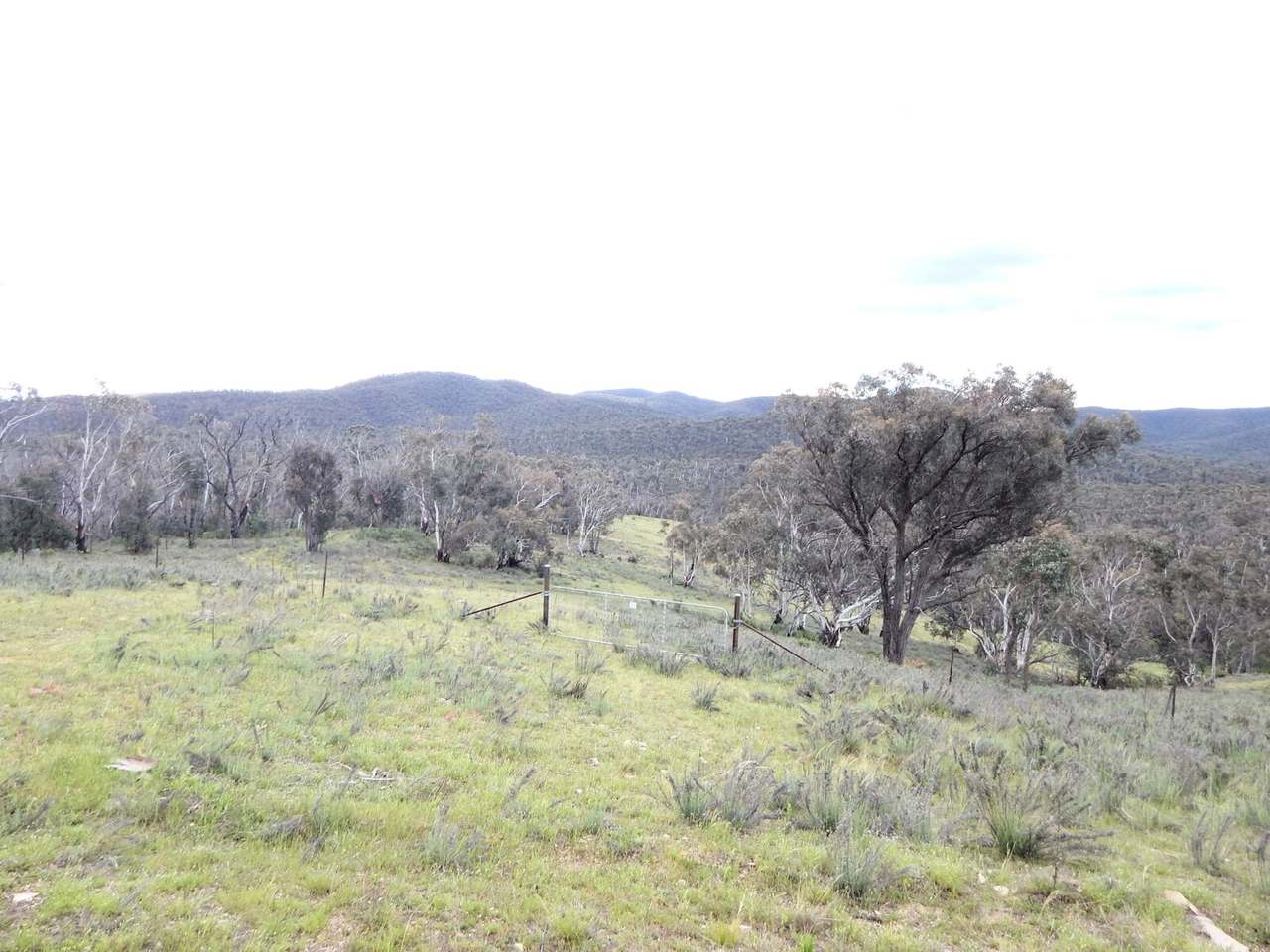 Lot 37 Good Good Road, Peak View Sold by Farmbuy.com - image 7