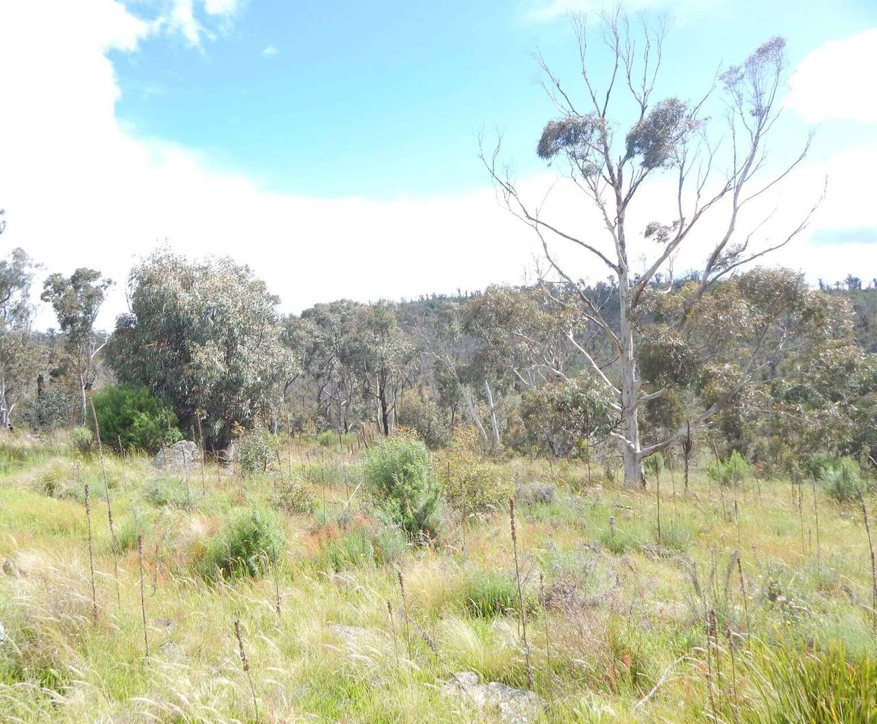Lot 37 Good Good Road, Peak View Sold by Farmbuy.com - image 3