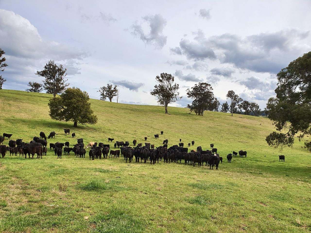 967 Tops Road, Nowendoc For Sale by Farmbuy.com - image 2