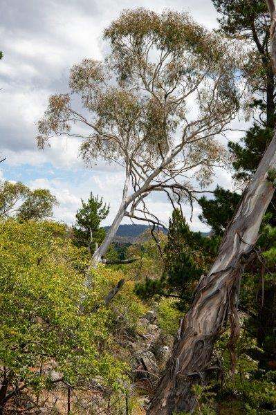 16 Norris Street, Cooma Sold by Farmbuy.com - image 10