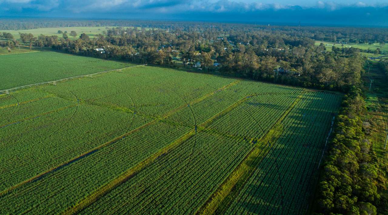 Tinana Sold by Farmbuy.com - image 9