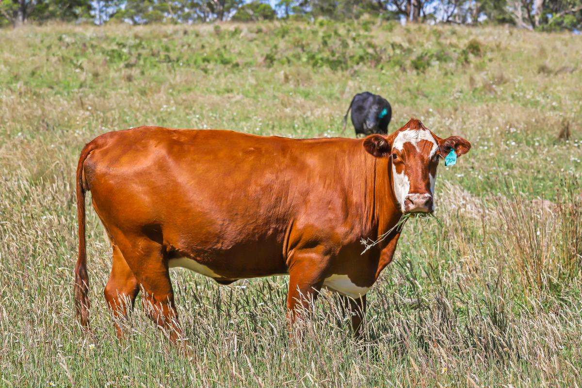 9485 Thunderbolts Way, Nowendoc Auction by Farmbuy.com - image 8