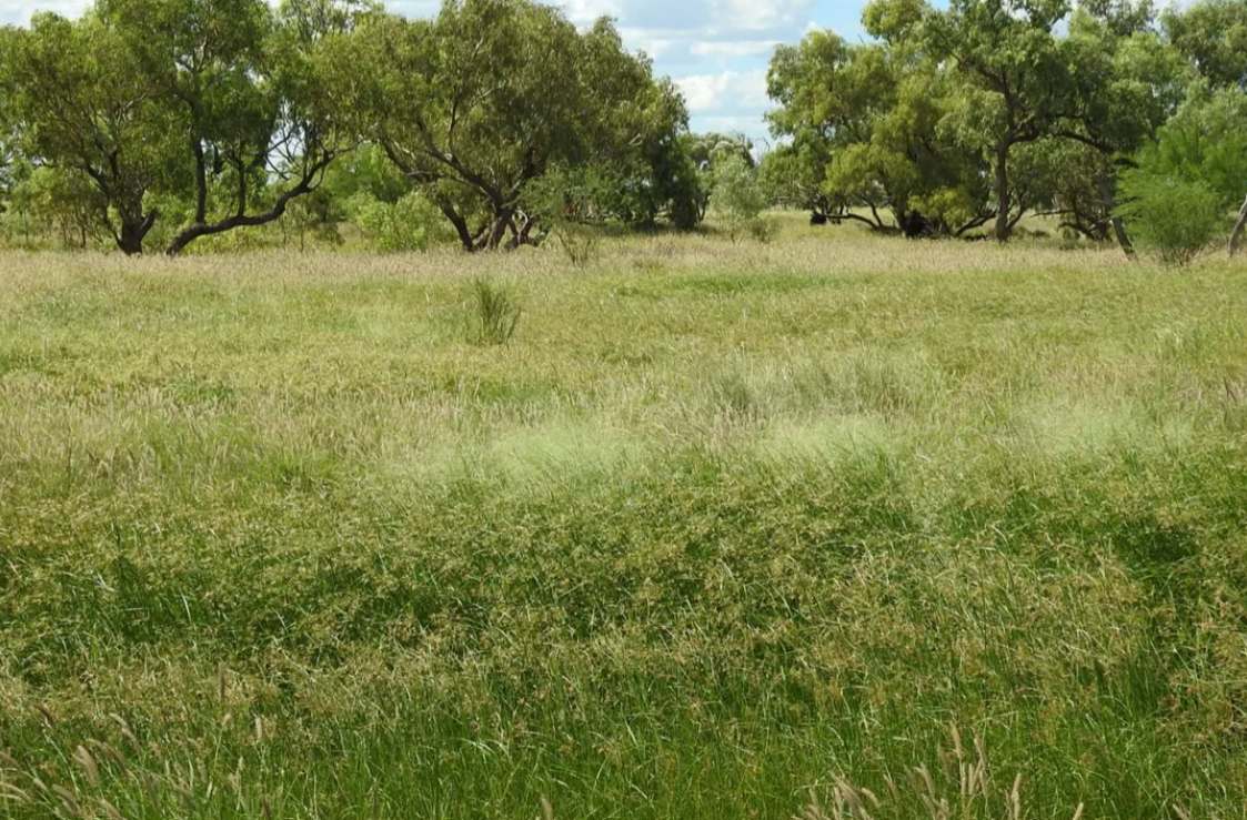 Barragunda, Hughenden Sold by Farmbuy.com - image 4