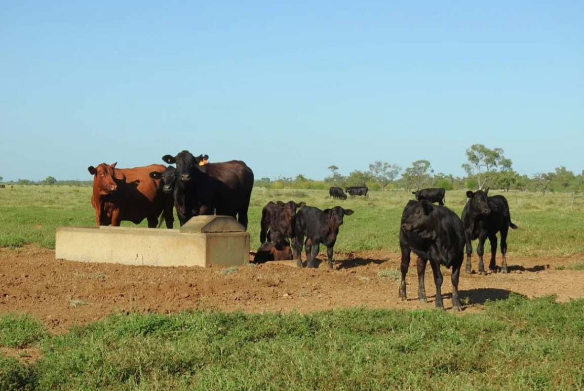 Barragunda, Hughenden Sold by Farmbuy.com - image 9