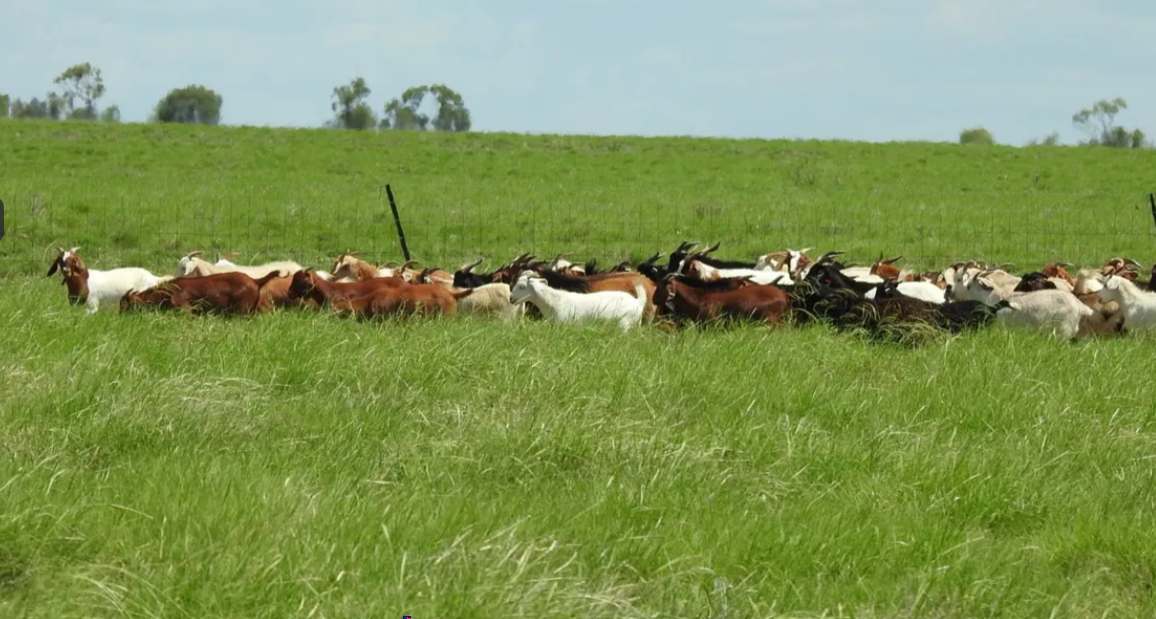 Barragunda, Hughenden Sold by Farmbuy.com - image 27