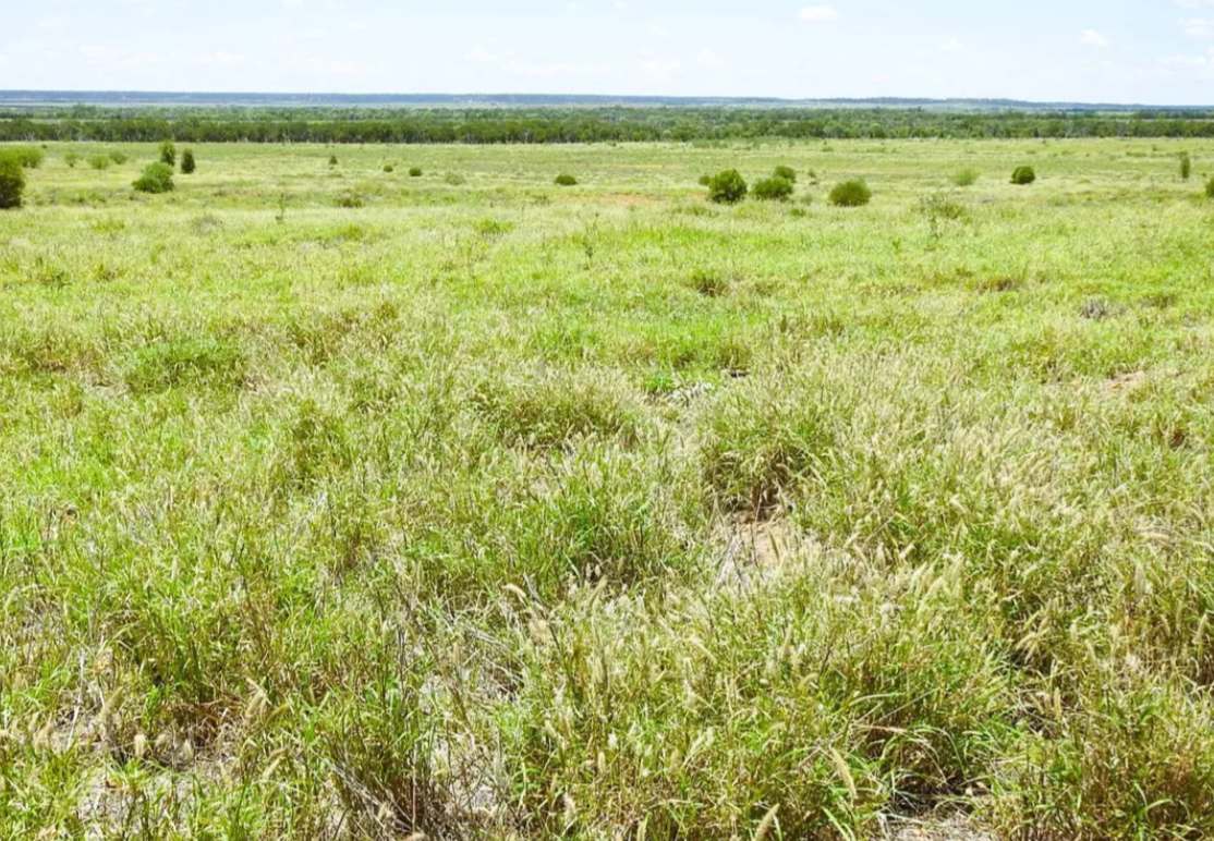 Barragunda, Hughenden Sold by Farmbuy.com - image 6