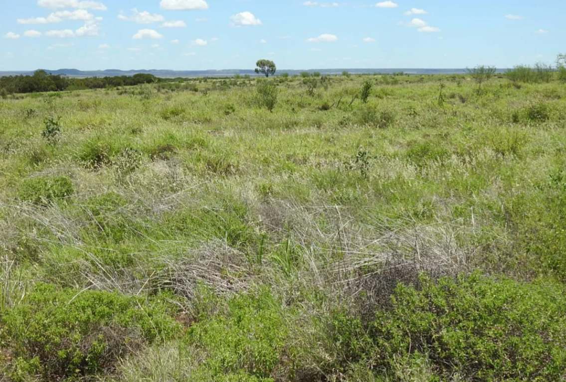 Barragunda, Hughenden Sold by Farmbuy.com - image 11