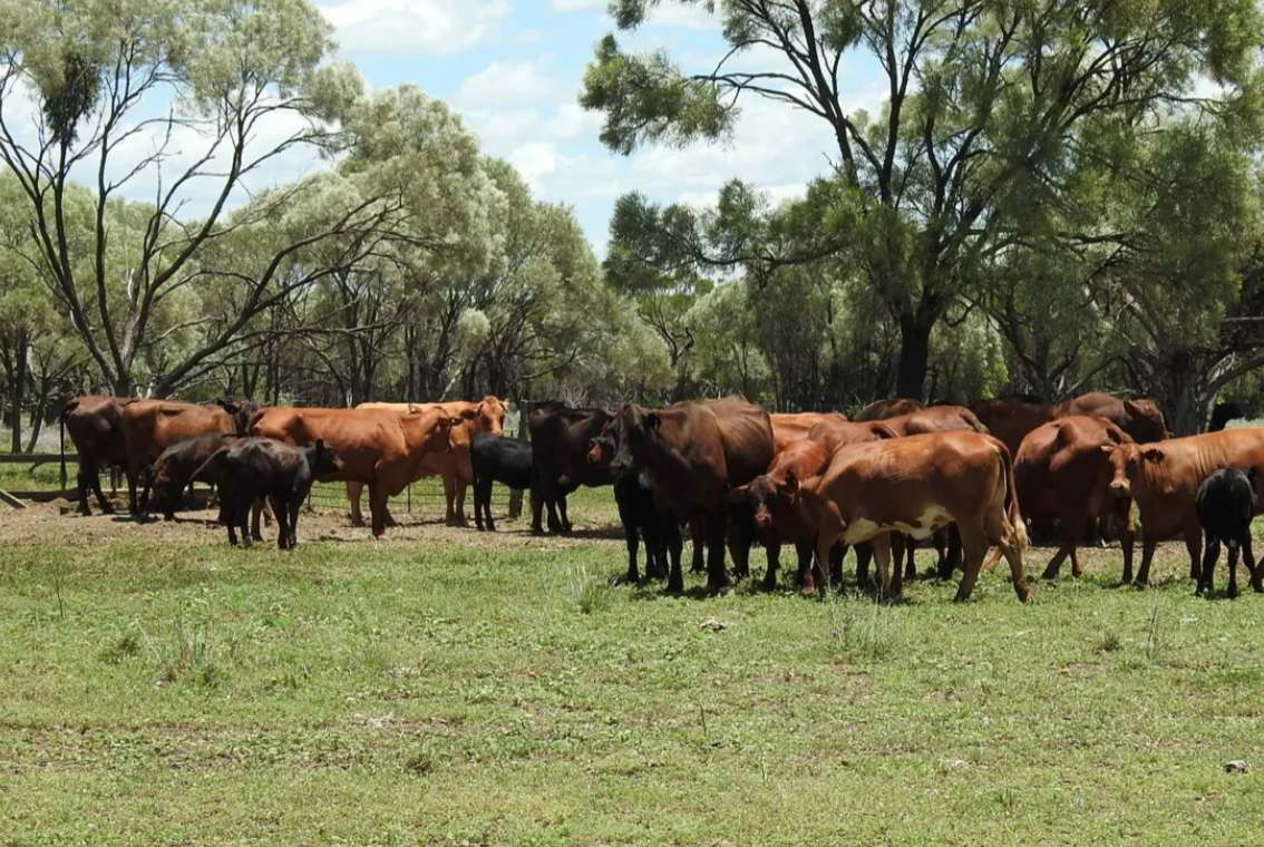 Barragunda, Hughenden Sold by Farmbuy.com - image 25