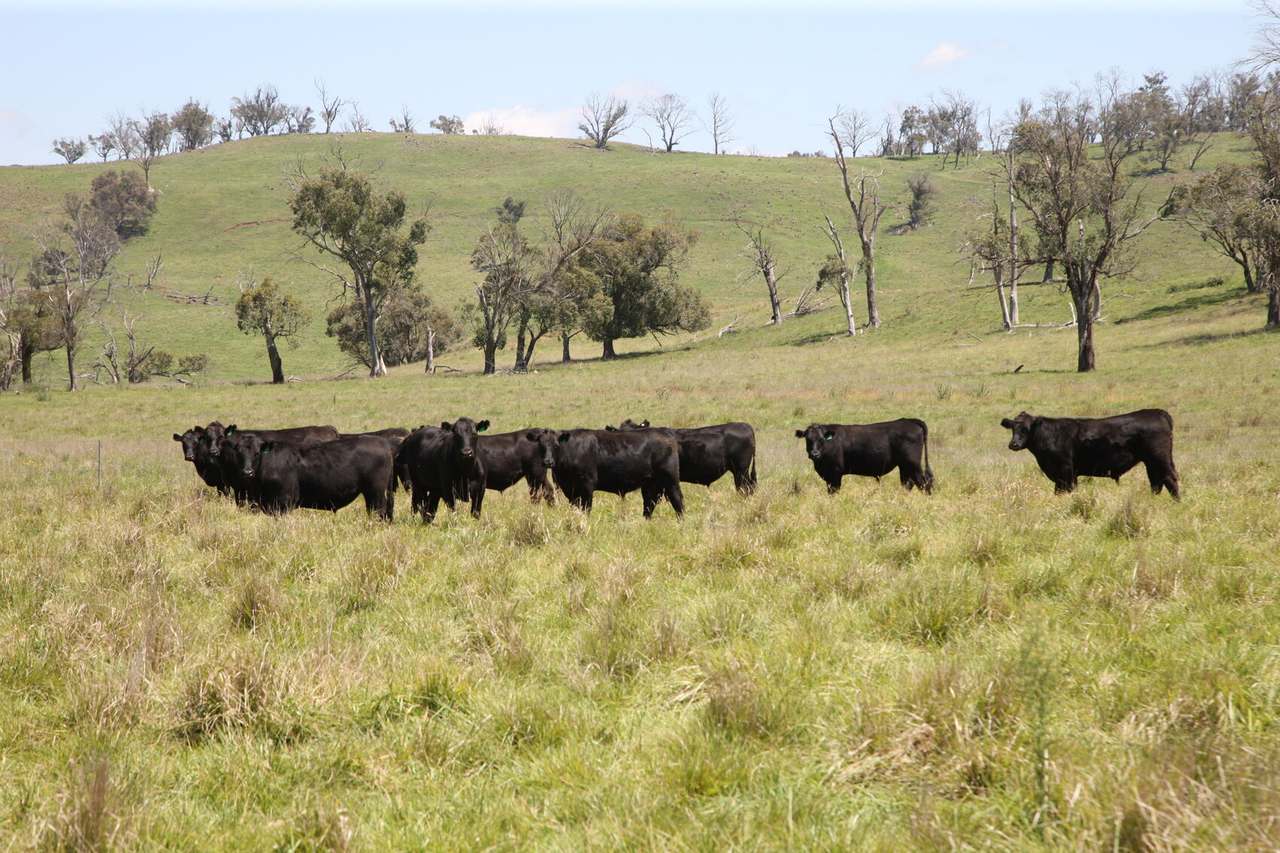 Walcha Sold by Farmbuy.com - image 3