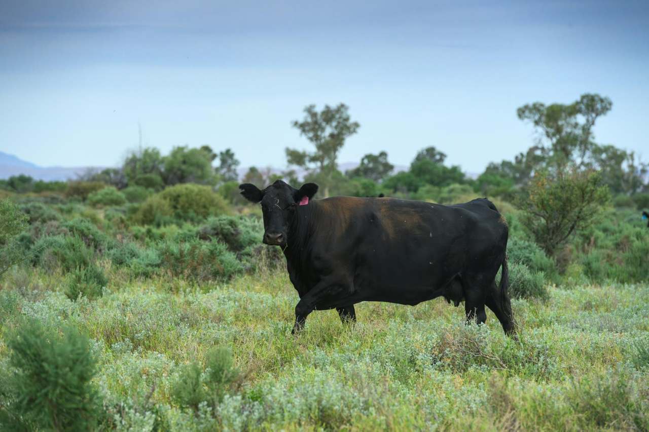 Lake Torrens Station, Hawker Auction by Farmbuy.com - image 5