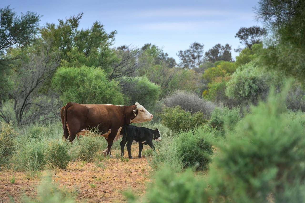 Lake Torrens Station, Hawker Auction by Farmbuy.com - image 13