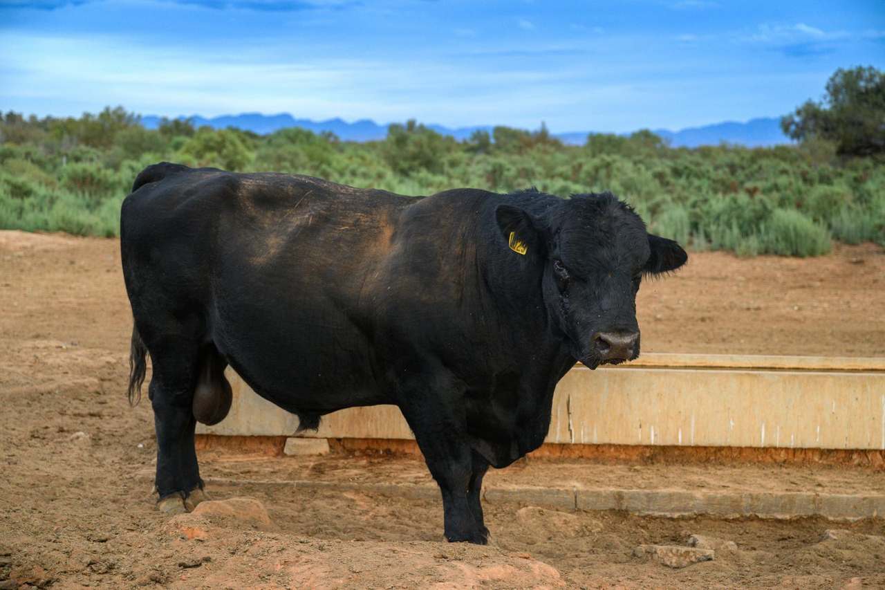 Lake Torrens Station, Hawker Auction by Farmbuy.com - image 9