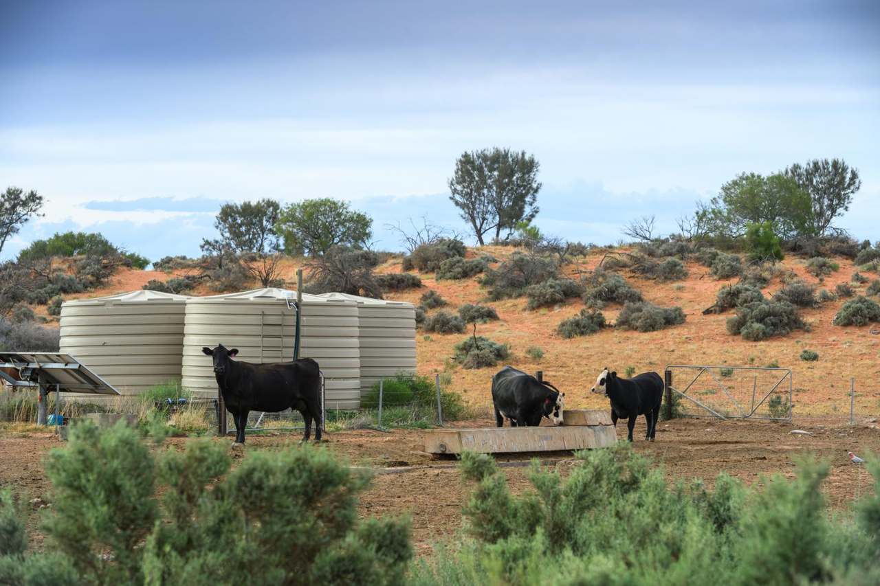 Lake Torrens Station, Hawker Auction by Farmbuy.com - image 6