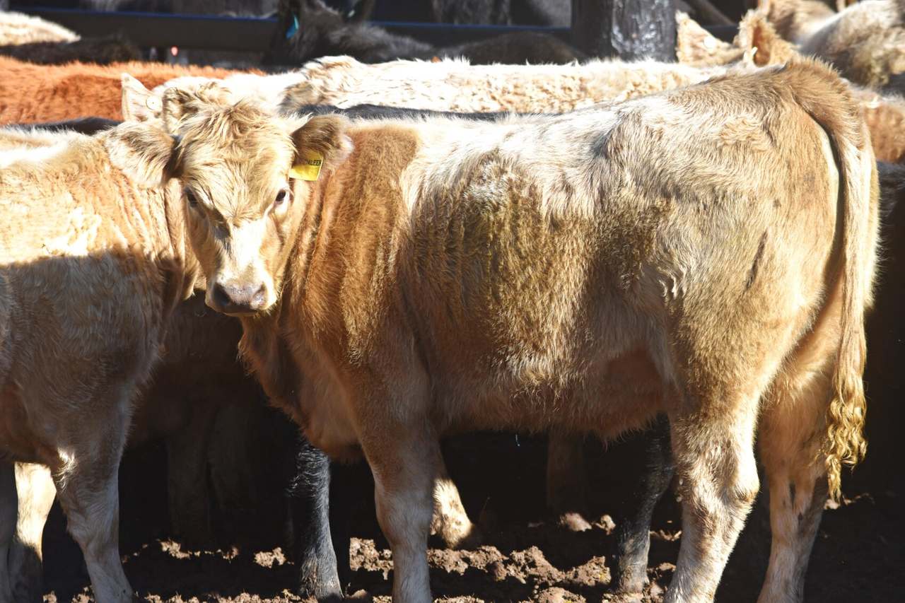 1061 Goorangoola Road, Greenlands Auction by Farmbuy.com - image 18