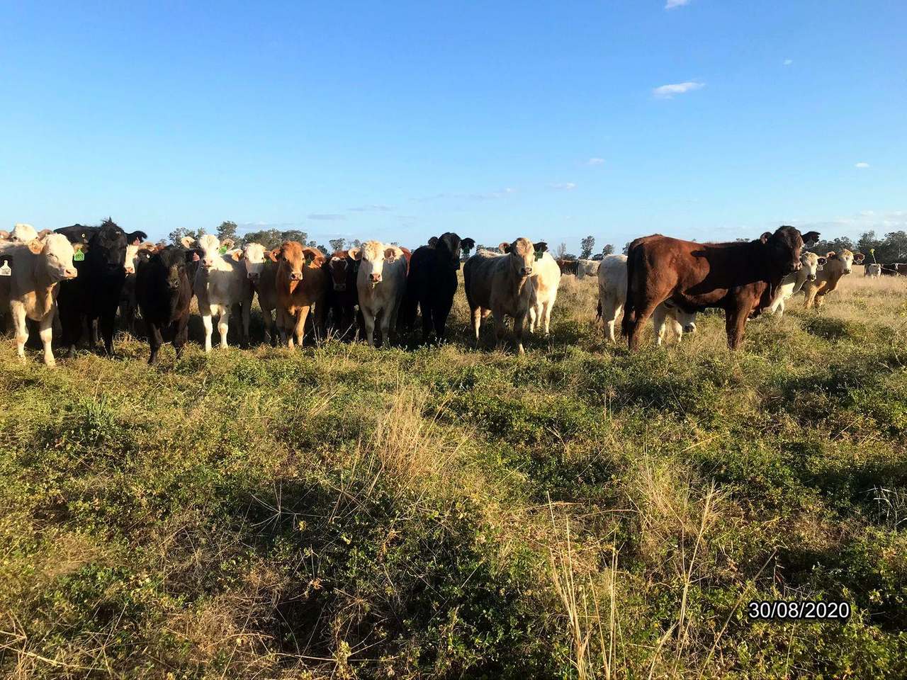 295 Hd Creek Road, Wee Waa For Sale by Farmbuy.com - image 2