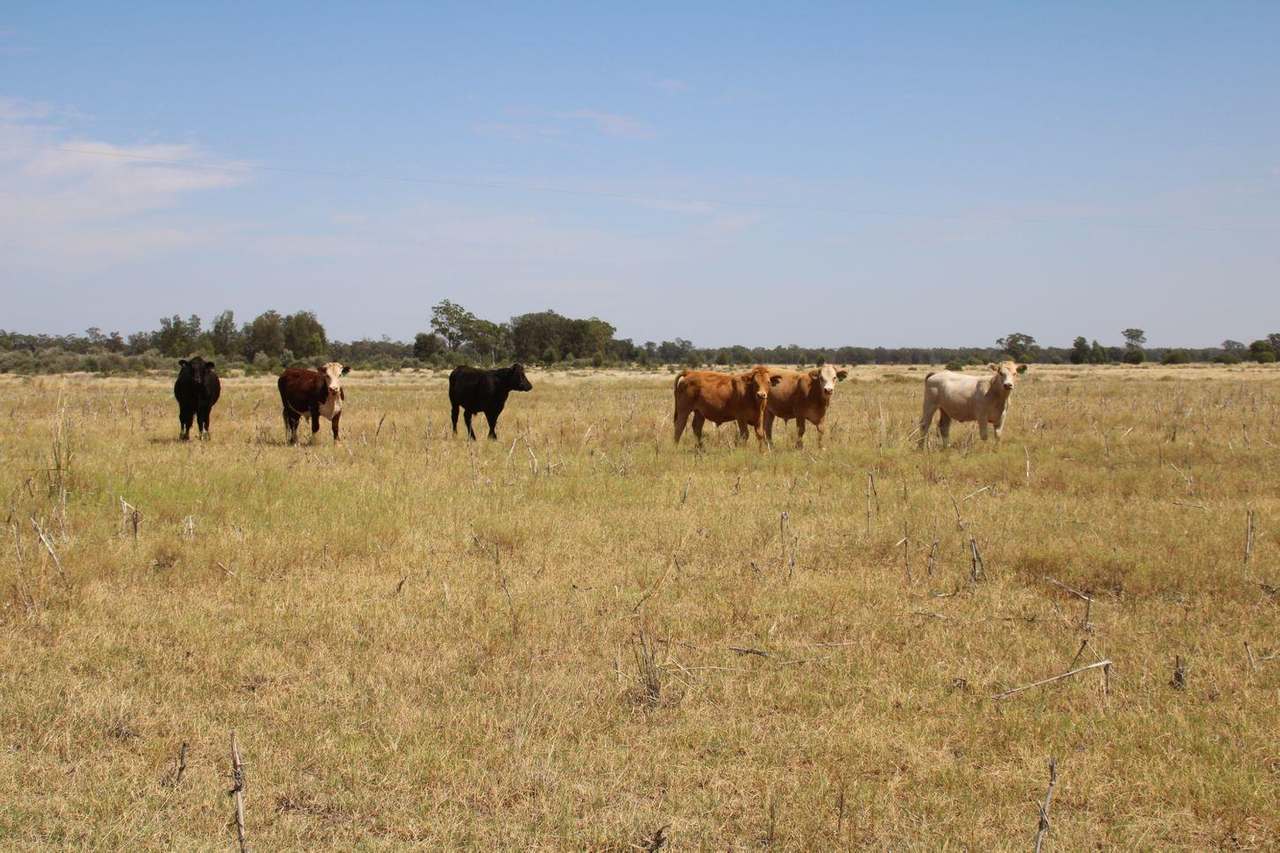 295 Hd Creek Road, Wee Waa For Sale by Farmbuy.com - image 14